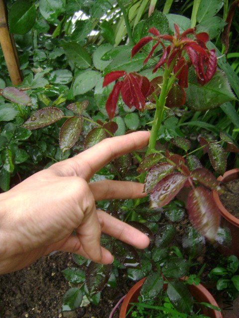 DSC01439.JPG