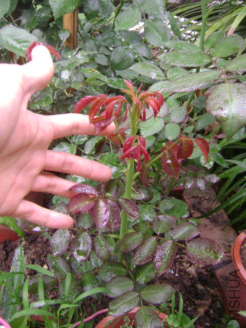 DSC01419.JPG