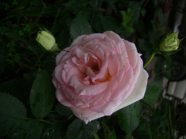 DSC01431.JPG