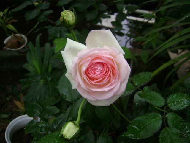 DSC01409.JPG