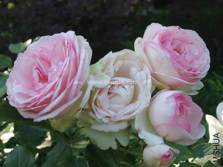 EDEN  ROSE 3.jpg
