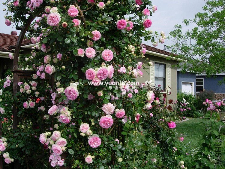 EDEN  ROSE 4.jpg