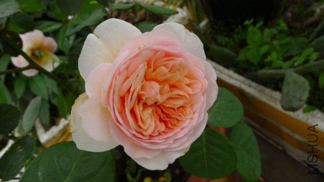 P1030347.JPG