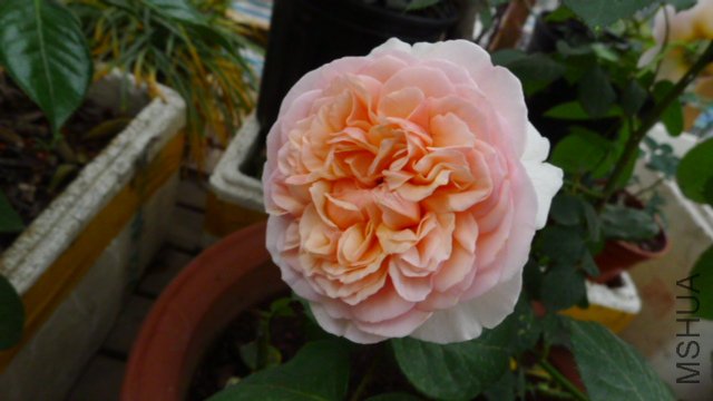 P1030345.JPG