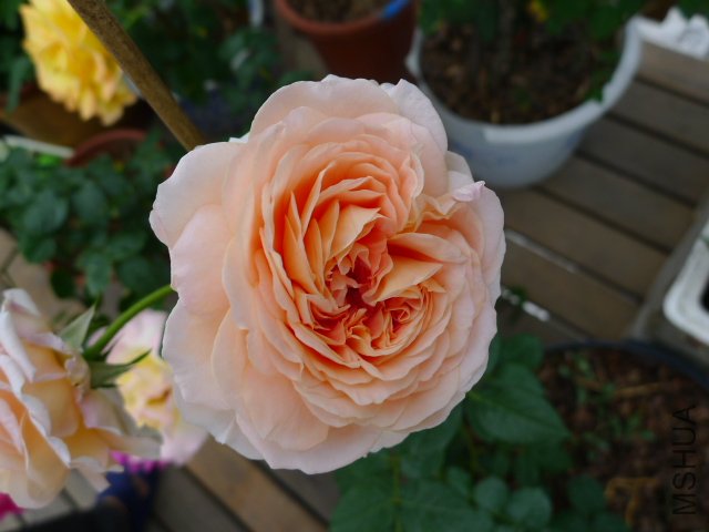 P1030067.JPG