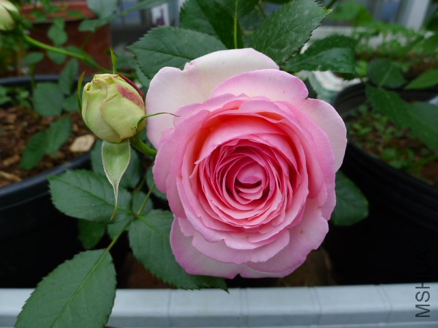 P1030035.JPG