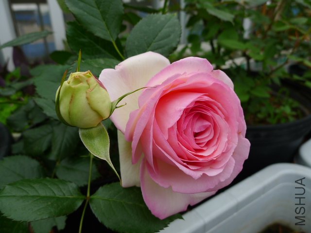 P1030048.JPG