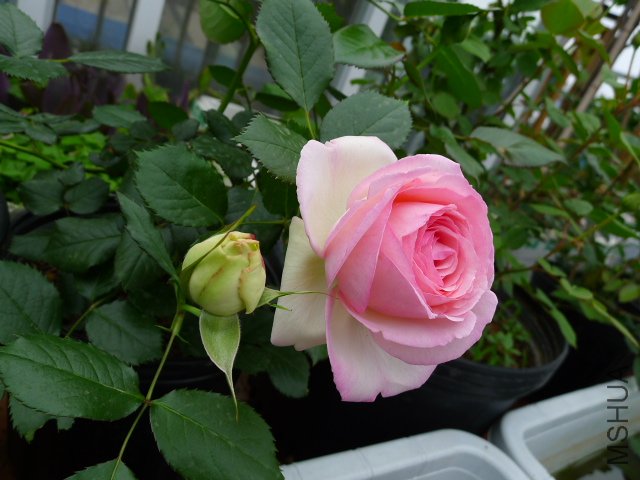 P1030037.JPG