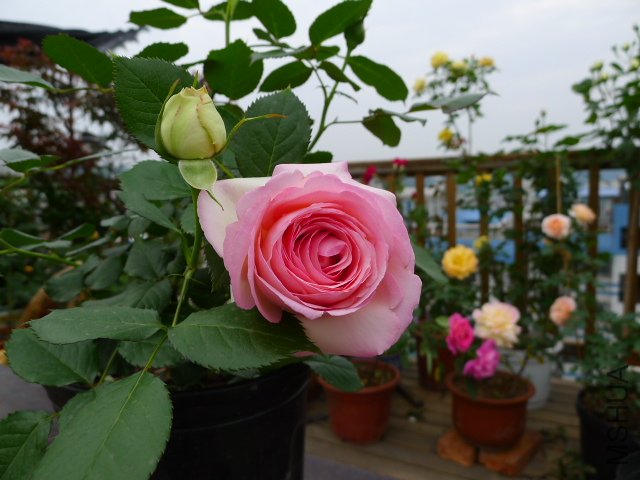 P1030050.JPG