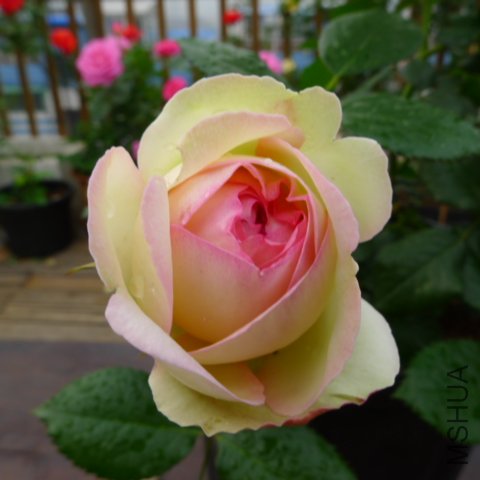 P1030187.JPG