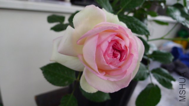 P1030329.JPG