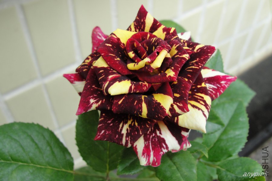 DSC07131-1.jpg