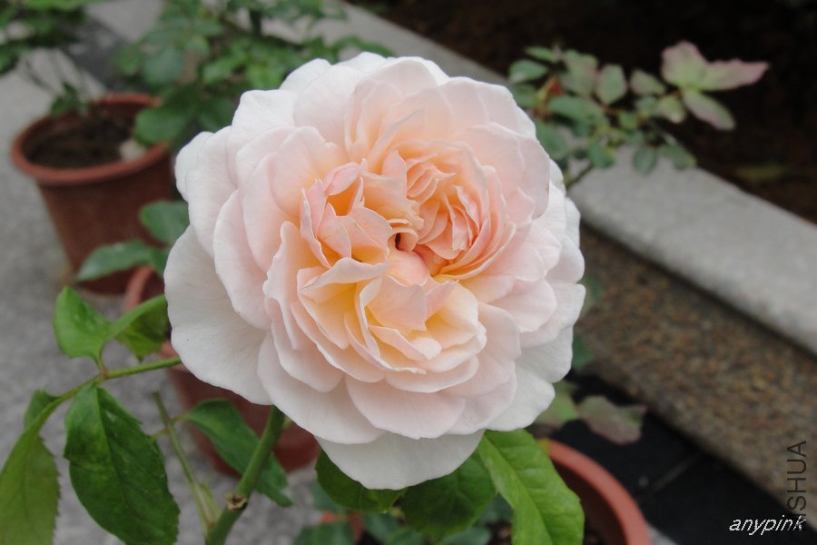 DSC07122-1.jpg
