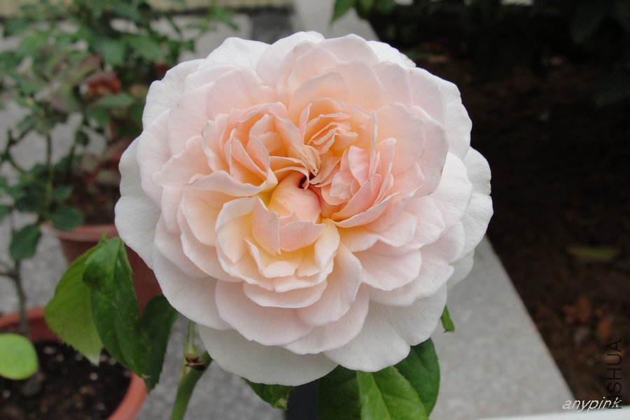 DSC07137-1.jpg