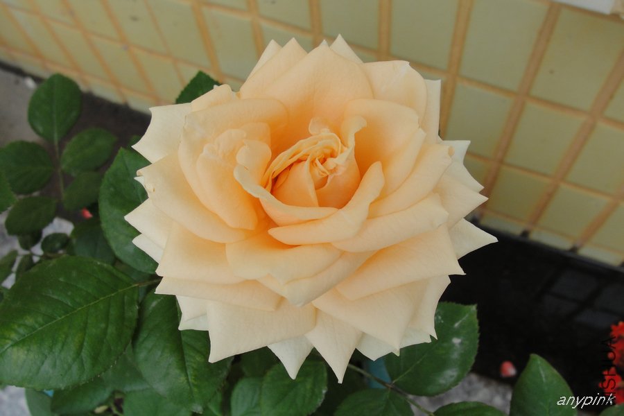 DSC07133-1.jpg