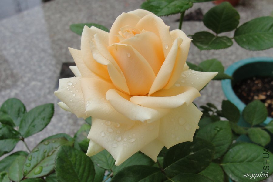 DSC07113-1.jpg
