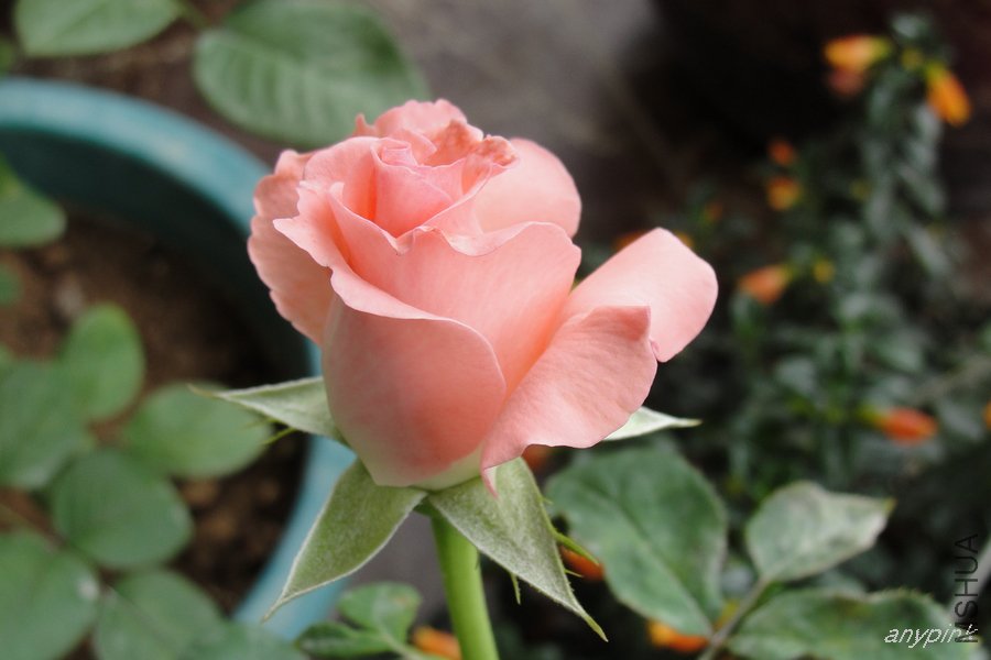 DSC07144-1.jpg