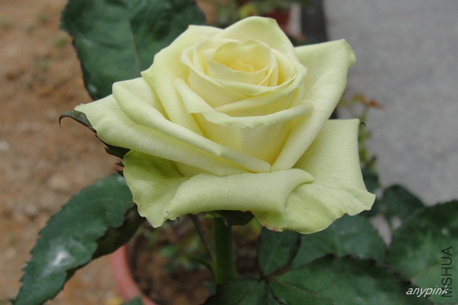 DSC06826-1.jpg