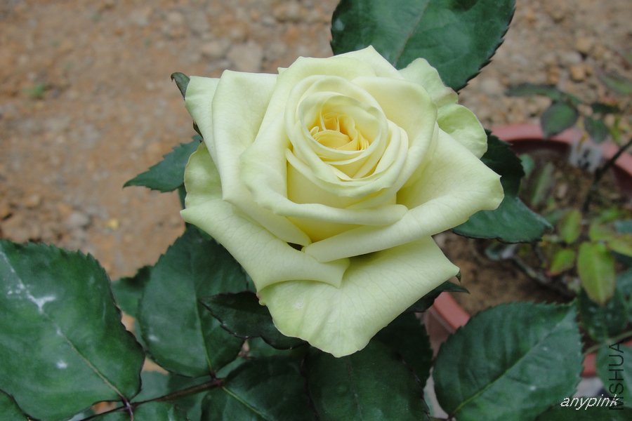 DSC06863-1.jpg