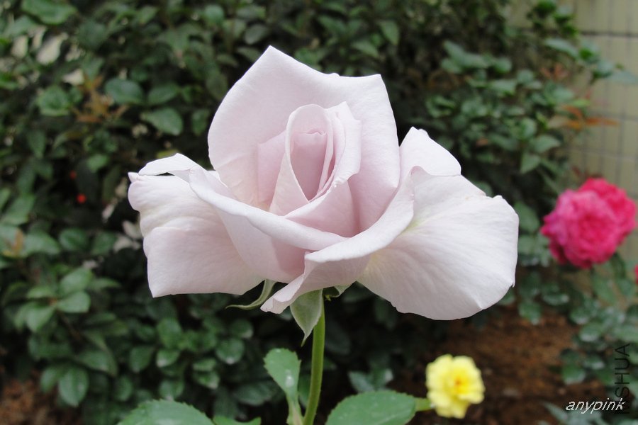 DSC06827-1.jpg