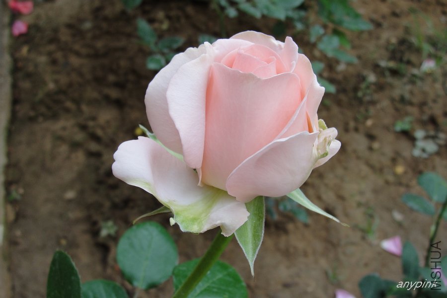 DSC06852-1.jpg