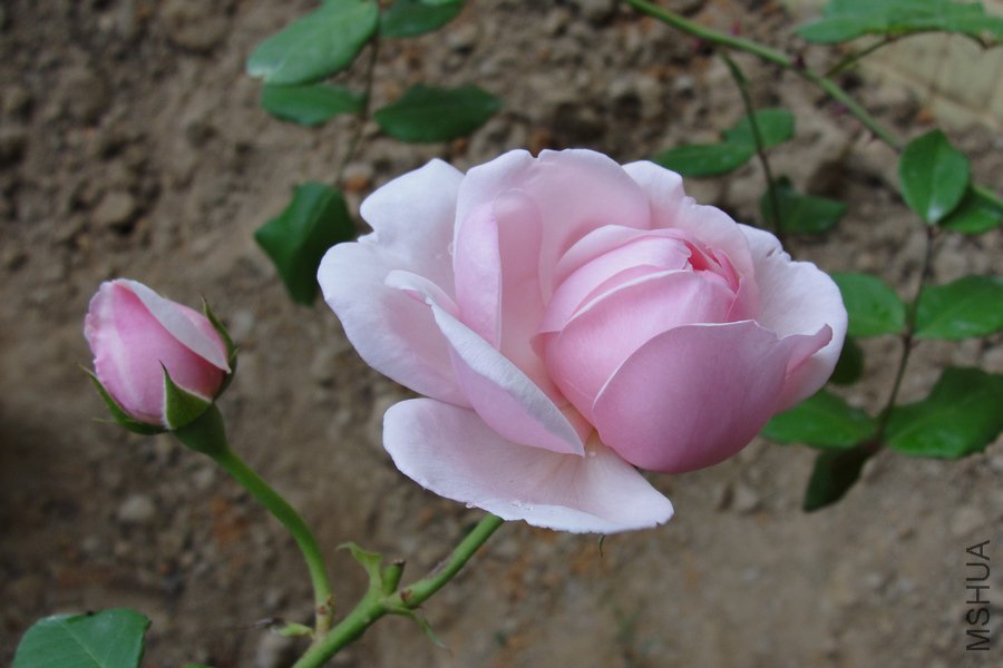DSC06882-1.jpg