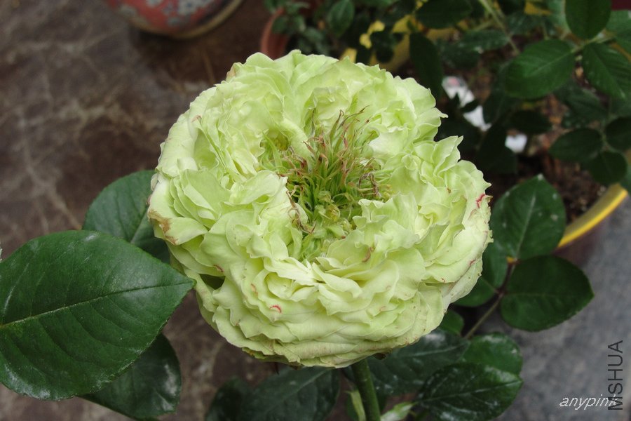 DSC06844-1.jpg