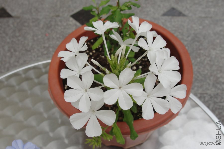 DSC07154-1.jpg