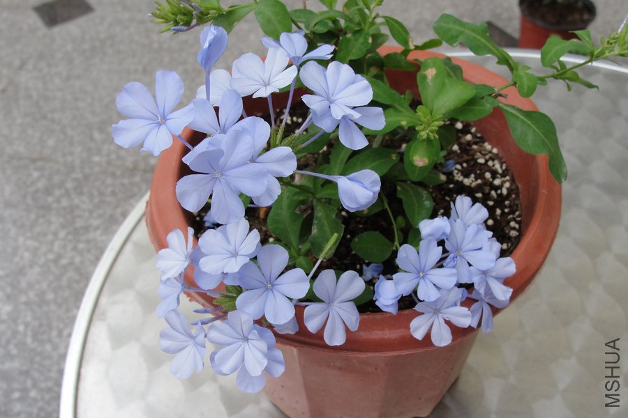 DSC07155-1.jpg