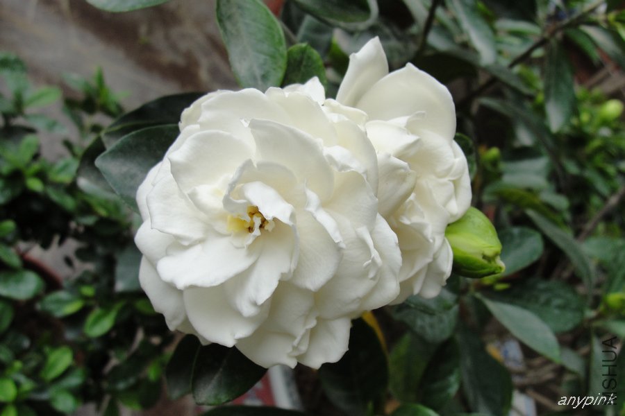 DSC07095-1.jpg