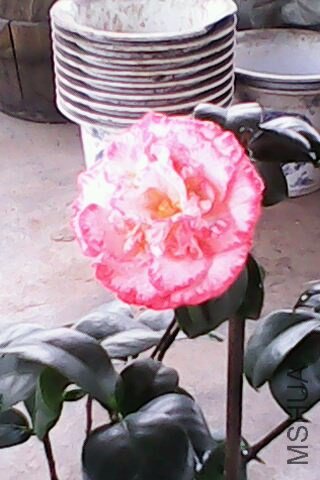 IMG0019A.jpg