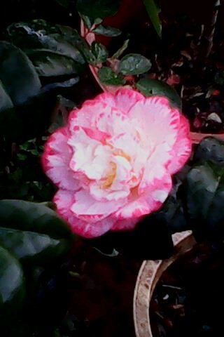 IMG0169A.jpg