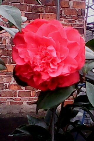 IMG0317A.jpg
