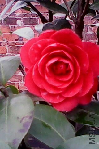 IMG0316A.jpg