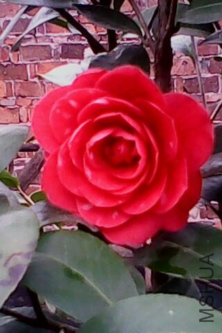 IMG0315A.jpg
