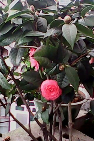 IMG0323A.jpg