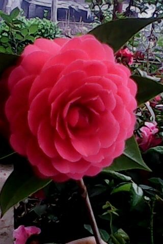IMG0321A.jpg