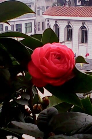 IMG0322A.jpg