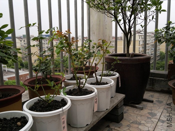 nEO_IMG_20110503039.jpg