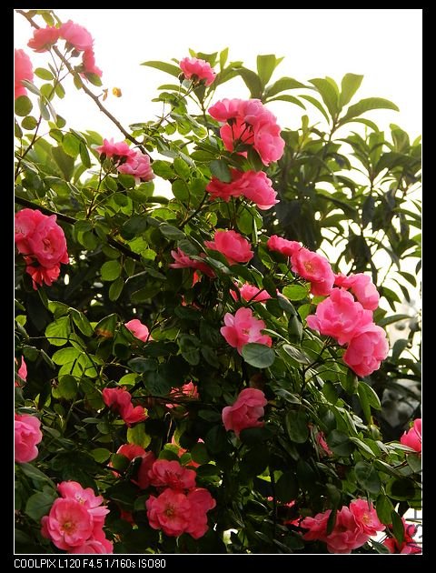 nEO_IMG_���� 256.jpg