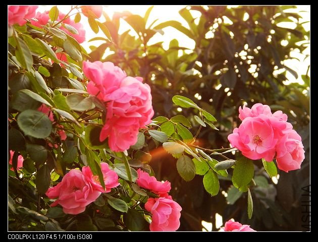 nEO_IMG_���� 260.jpg