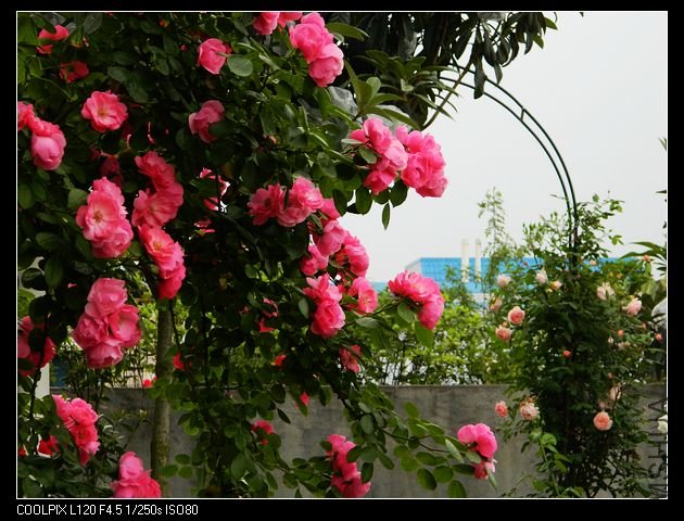 nEO_IMG_���� 401.jpg