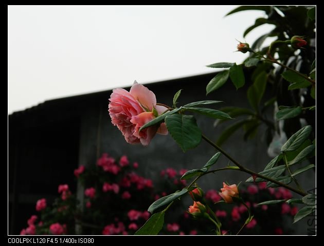 nEO_IMG_���� 467.jpg