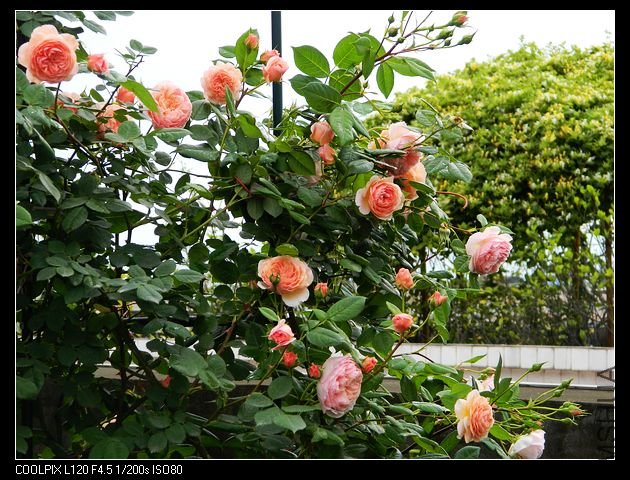 nEO_IMG_���� 423.jpg