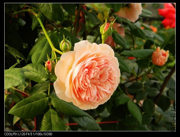 nEO_IMG_���� 292.jpg