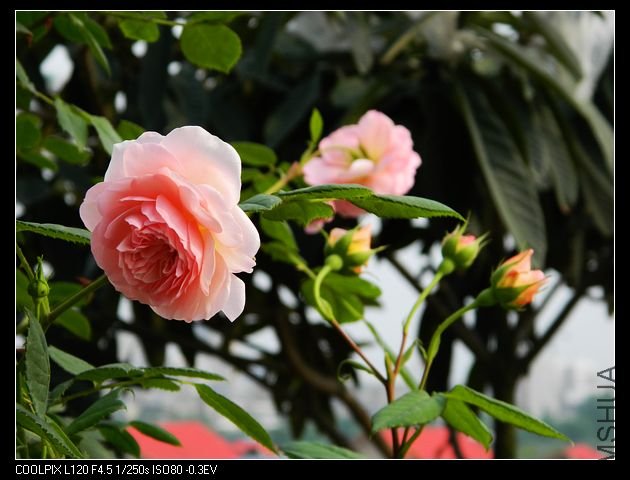 nEO_IMG_���� 456.jpg