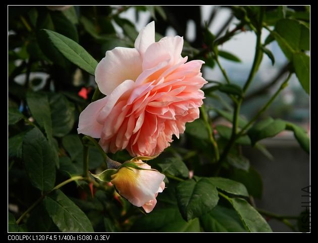 nEO_IMG_���� 453.jpg