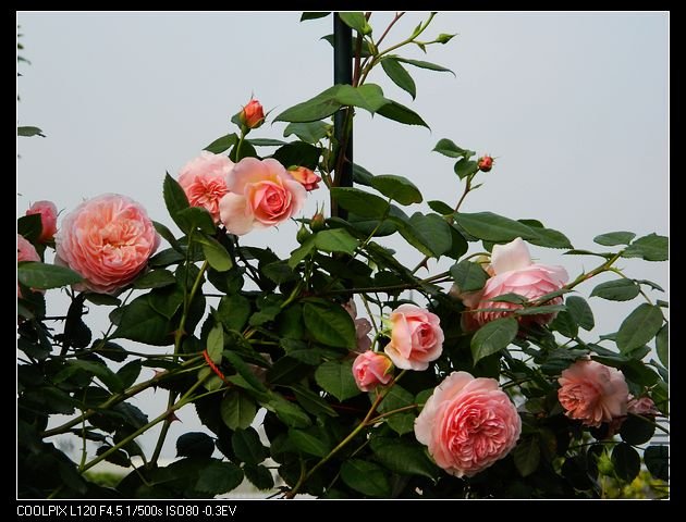 nEO_IMG_���� 444.jpg