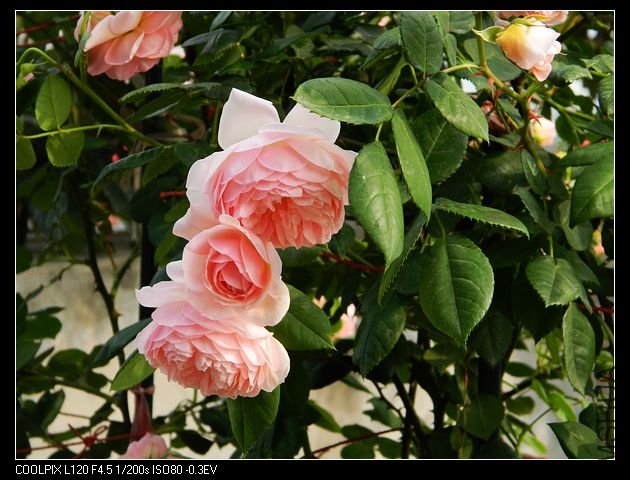 nEO_IMG_���� 436.jpg