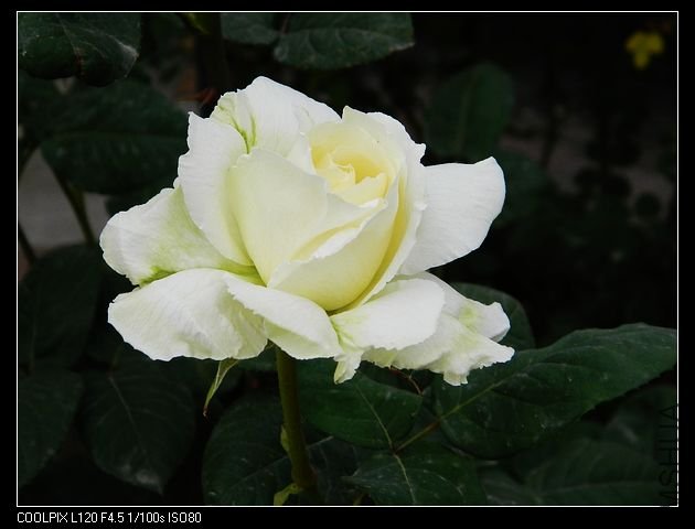 nEO_IMG_���� 039.jpg